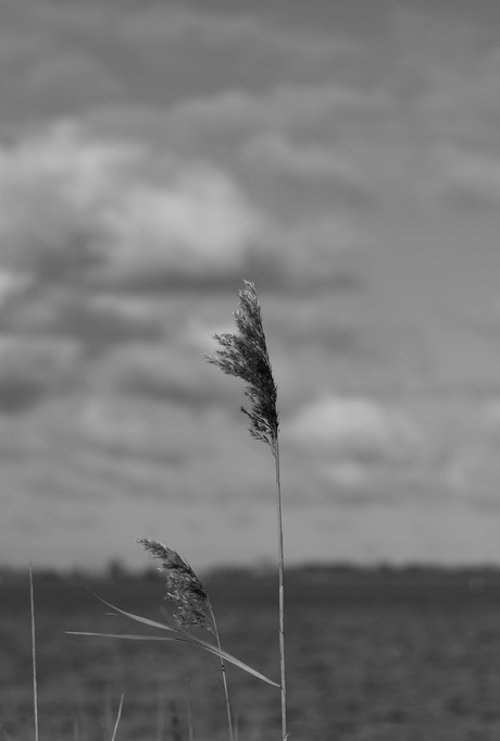 Riet