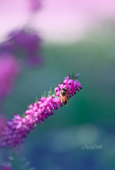 Bloom boldly, buzz gently ...