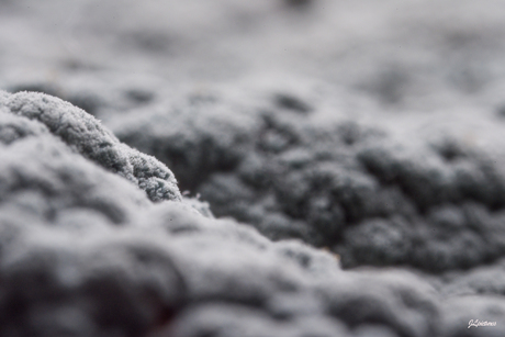 Penicillium italicum