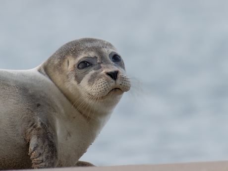 zeehondje op strand
