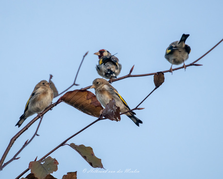 Distelvinken/Putters