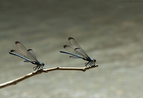 Two in a row      ( Turkije }