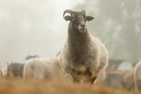 Heideschaap.