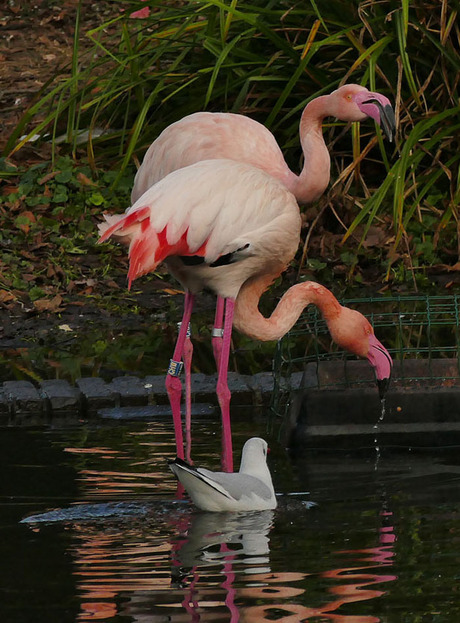 de drinkende flamingo's..............................