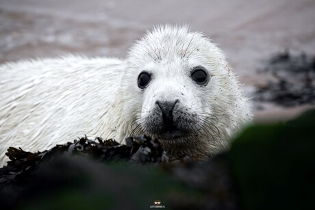 Pup van de Grijze Zeehod.