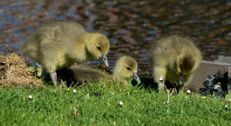 Drie ganzenkuikens