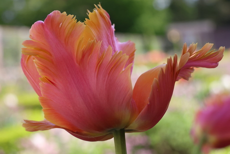 Tulp