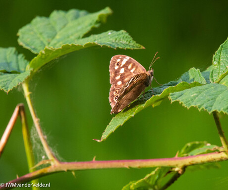 Vlinder in ochtendzonnetje (bont zandoogje)