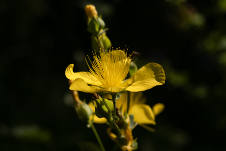 Hypericum olympicum - Sint-janskruid