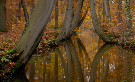 Dansende bomen