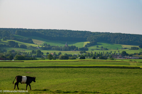 Blik naar Kasteel Beusdael met een Lakenvelder in het grasland