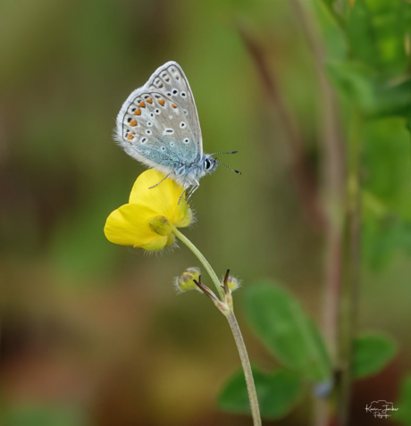 Icarusblauwtje 