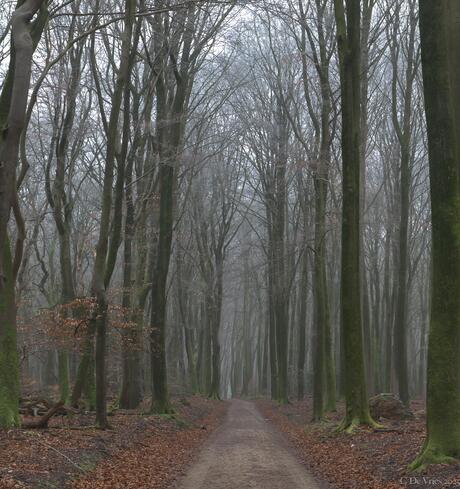 Bomenlaan 