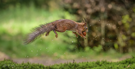 Jumping eekhoorn 