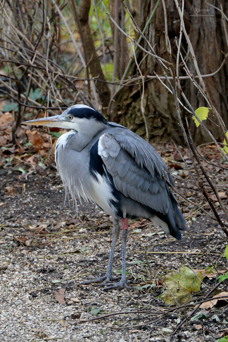 Reiger