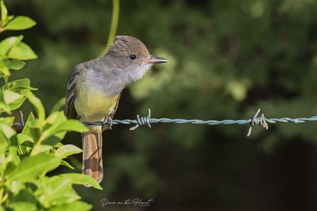 Great Crested Flycatcher.