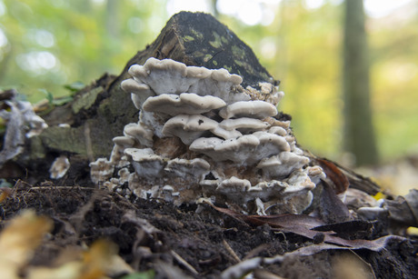 Paddenstoelen