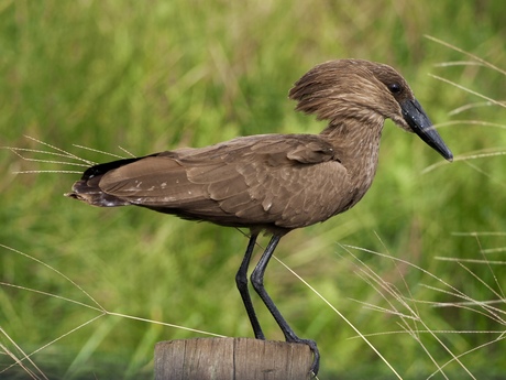 Hamerkop