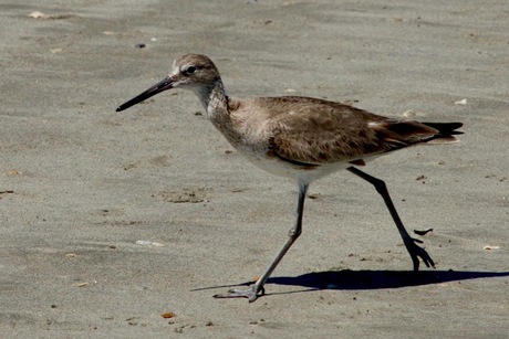 A Willet