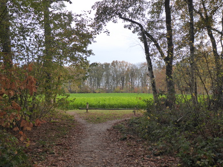 Landschap koolzaad