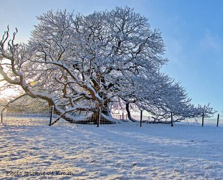 Besneeuwde oude kastanjeboom