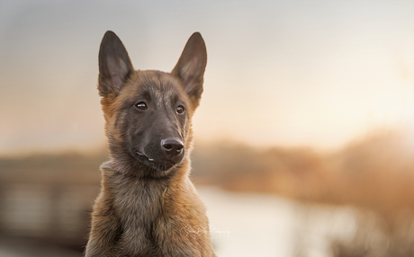 mechelse herder pup