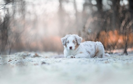 Hond in de sneeuw