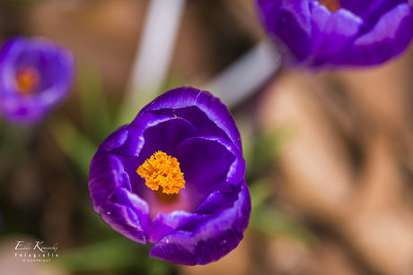 Krokus laat zich van binnen bekijken. 