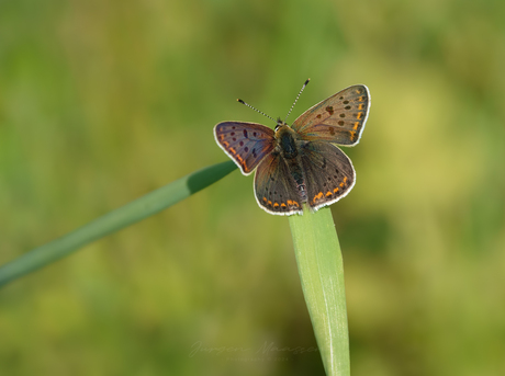 Open wings.