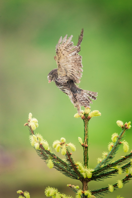 Dwerguil op weg naar vlucht