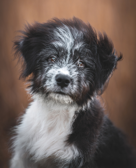 Puppy portret