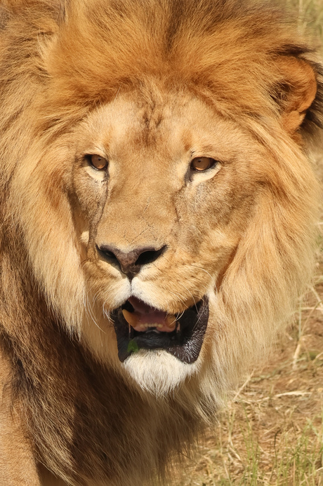 Koning der dieren
