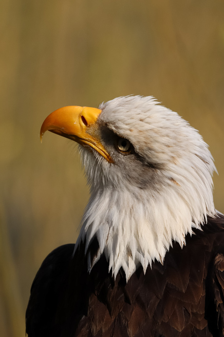 Amerikaanse Zeearend