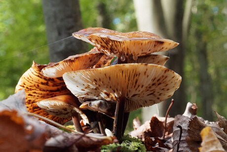 Herfstkleuren