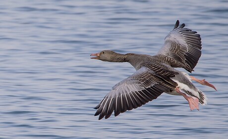 flying