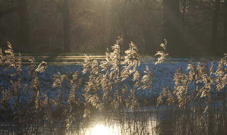 Rietkraag in de Winter