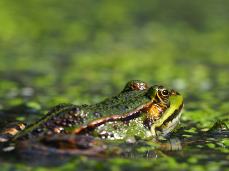 Groene kikker