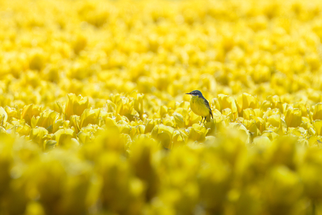 Gele Kwikstaart op de tulpen