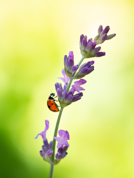 Go up - . - foto door Lief-lieveheersbeestje op 28-06-2023 - deze foto bevat: macro, lieveheersbeestje, bloem, lavendel, paars, groen, rood, zomer, canon, canon, canon eos 600d, 105mm, iso 400, diafragma ƒ/2.8, sluitertijd 1/800s, brandpuntafstand 105mm, bloem, plant, bestuiver, insect, bloemblaadje, paars, geleedpotige, bloeiende plant, kruidachtige plant