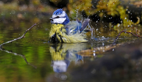 Badderende pimpelmees