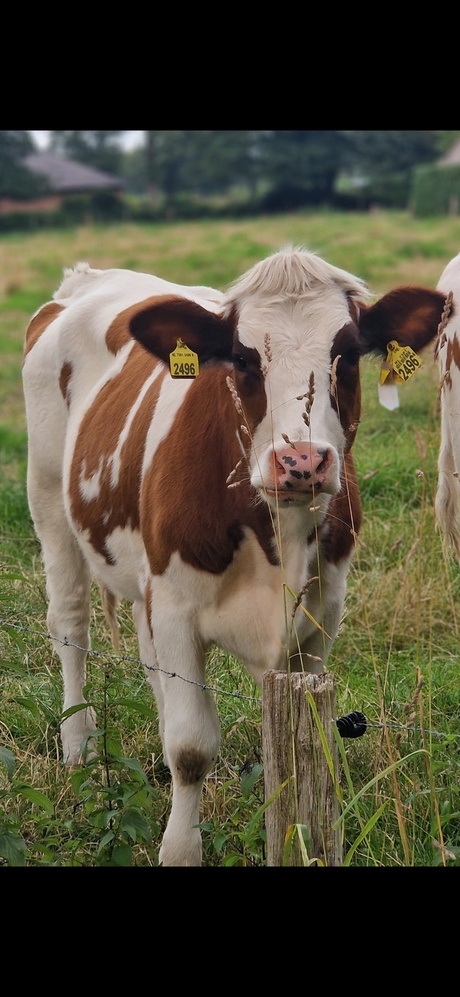 Prachtig portret van een jonge koe