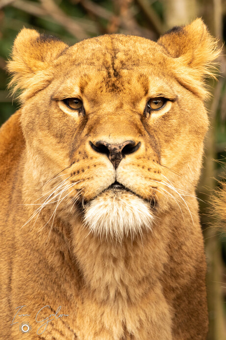 Die blik in haar ogen