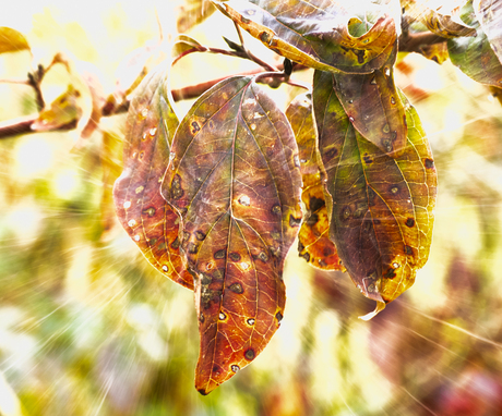 Herfstbladeren 