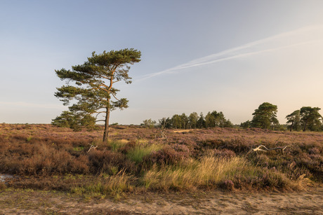 Kalmthoutse heide