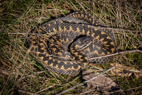 Adder