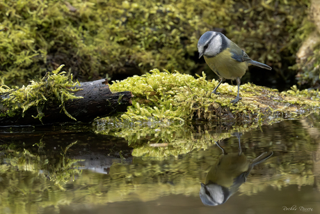 Spiegeltje spiegeltje