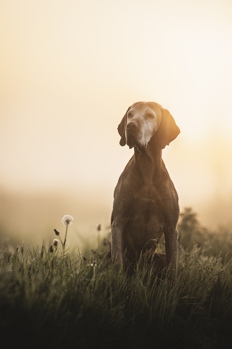 Golden Mornings