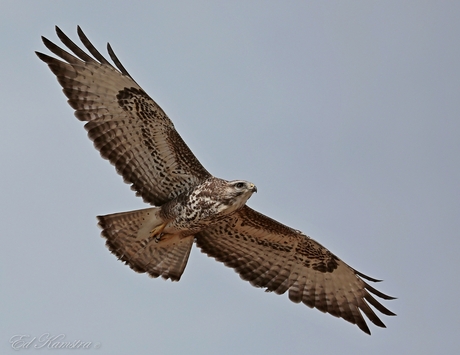 Buizerd