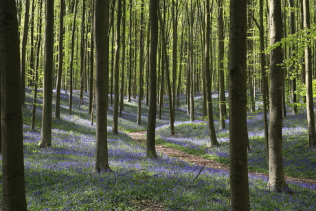 Hallerbos