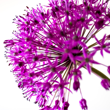 Allium